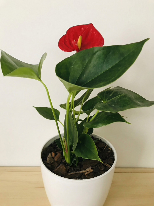 Anthurium Rojo